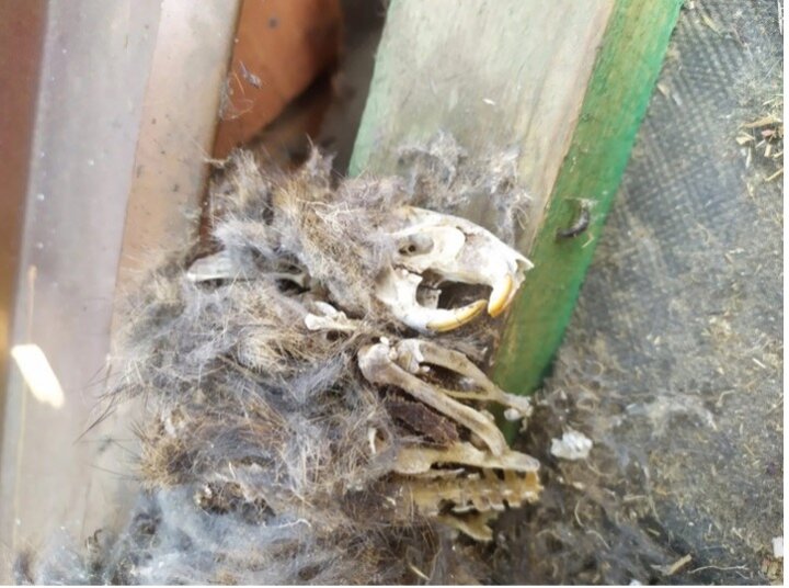 Obr. Proti kunám babské rady nepomôžu, zastavia ich iba mechanické zábrany (autor Stavby Polná s.r.o.)  