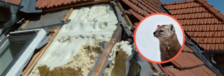 Ako chutí kunám izolácia?